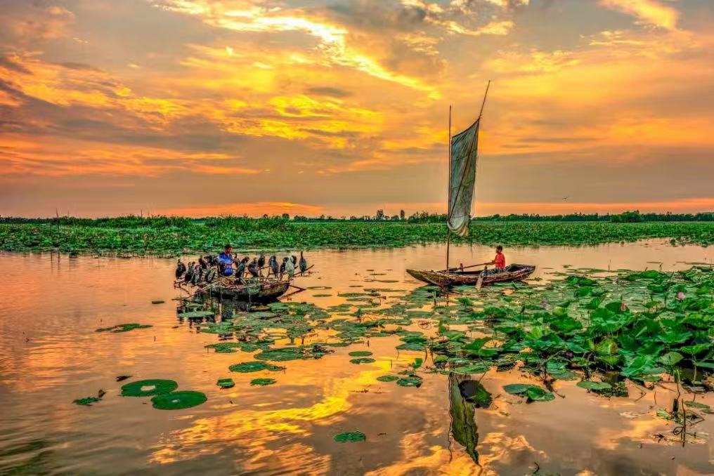 Weishan Lake Red Lotus Wetland